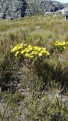 Euryops abrotanifolius
