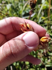 Orobanche gracilis