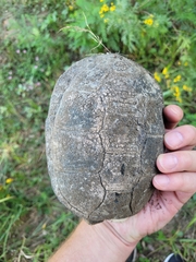 Emys orbicularis