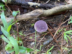 Tylopilus