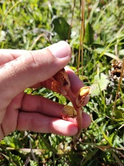 Orobanche gracilis