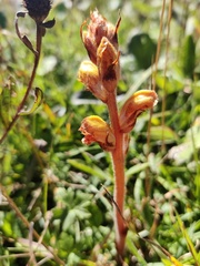 Orobanche gracilis