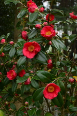 Camellia chekiangoleosa