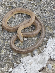 Zamenis longissimus