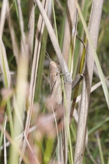 Chorthippus dorsatus