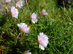 Armeria maritima maritima