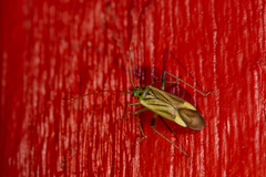 Adelphocoris quadripunctatus