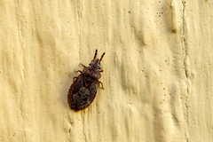 Aradus cinnamomeus
