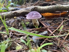 Tylopilus