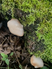 Pleurotus ostreatus