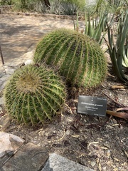 Kroenleinia grusonii