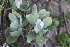 Cotyledon velutina