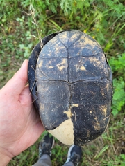 Emys orbicularis