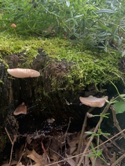 Pleurotus ostreatus