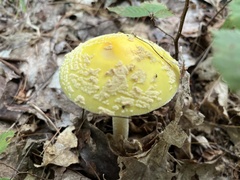 Amanita flavoconia