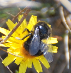 Bombus lapidarius