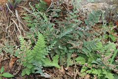 Myriopteris gracilis