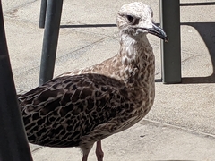 Larus fuscus