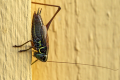 Roeseliana roeselii