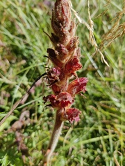 Orobanche gracilis