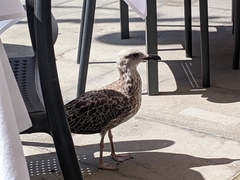 Larus fuscus