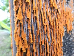 Trentepohlia