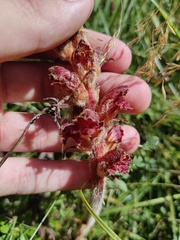Orobanche gracilis