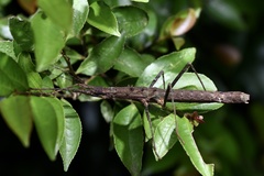 Neohirasea hongkongensis