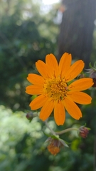 Smallanthus oaxacanus