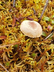 Cystoderma