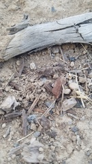 Dissosteira carolina