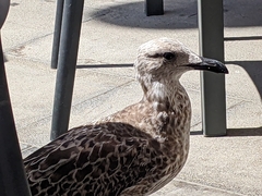 Larus fuscus