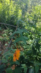 Smallanthus oaxacanus