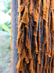 Trentepohlia