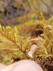Cystoderma