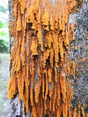 Trentepohlia