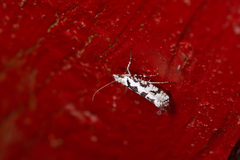 Ypsolopha sequella