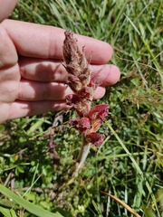 Orobanche gracilis