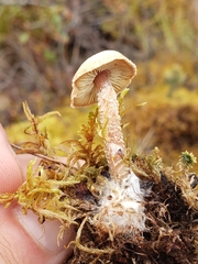 Cystoderma