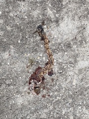 Agkistrodon contortrix