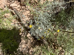 Xanthisma spinulosum