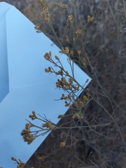Gutierrezia californica