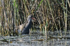 Rallus aquaticus