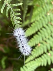 Lophocampa caryae