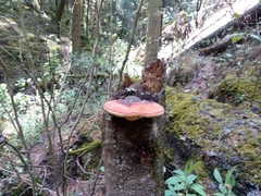 Fomitopsis pinicola