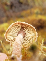 Cystoderma