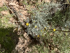 Xanthisma spinulosum