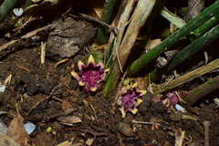 Aspidistra elatior