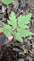 Geranium robertianum