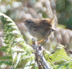 Troglodytes troglodytes